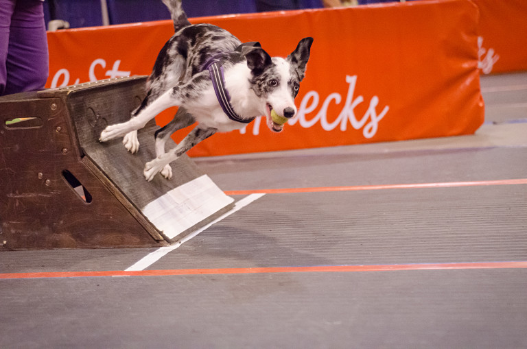 New Class Announcement Flyball 